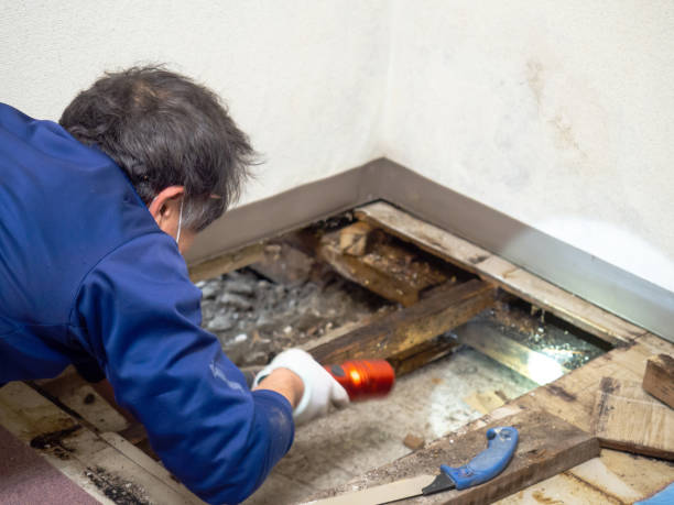 Mold Removal Process in Stanton, KY