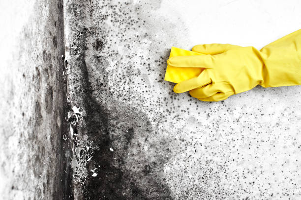 Best Certified Mold Removal  in Stanton, KY