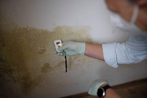 Best Toxic Mold Removal  in Stanton, KY