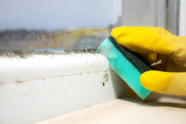 Attic Mold Removal in Stanton, KY