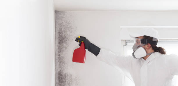Best Local Mold Removal Service  in Stanton, KY