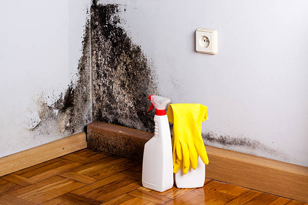 Best Crawl Space Mold Removal  in Stanton, KY