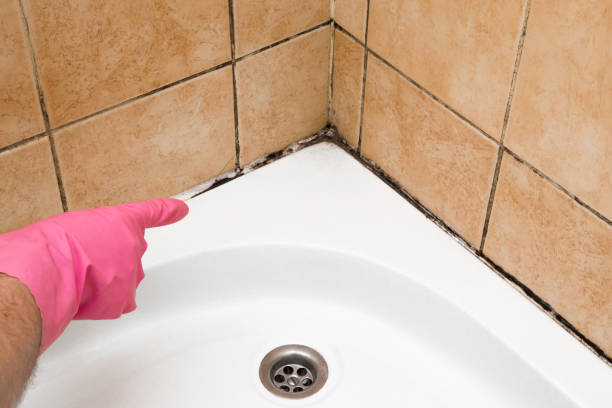 Best Commercial Mold Removal  in Stanton, KY